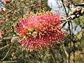 Callistemon 'Lilacinus'