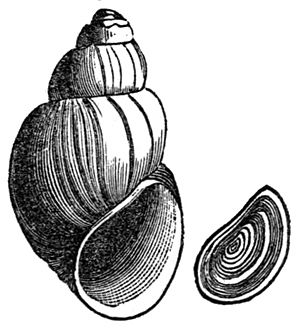 Campeloma decisum shell.jpg