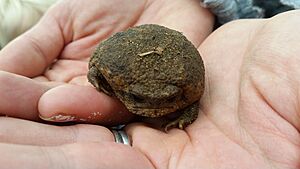 Cape Rain Frog