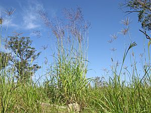 Capillipedium spicigerum plant25 - Flickr - Macleay Grass Man.jpg