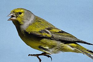 Carduelis citrinella.jpg