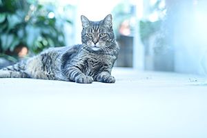 Cat III