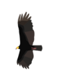 Cathartes melambrotus flight