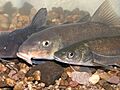 Catostomus bernardini