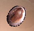 Cellana strigilis 001