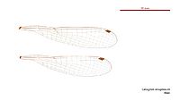 Ceriagrion aeruginosum male wings (34664851772)