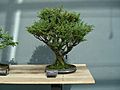 Chamaecyparis Pisifera bonsai