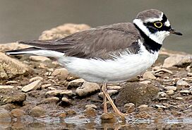 Charadrius dubius Scopoli