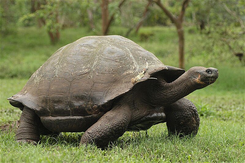 Chelonoidis porteri 114750622