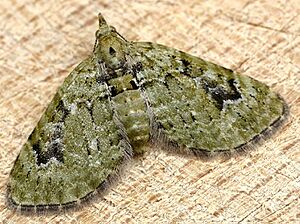 Chloroclystis v-ata01