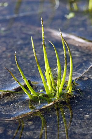 Closeup of Black-spored Quillwort (Isoetes melanospora).jpg