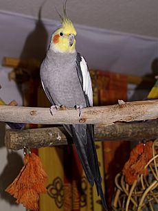 Cockatielmale