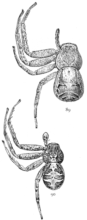 Common Spiders U.S. 089-90.png