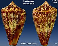 Conus delanoyae 4
