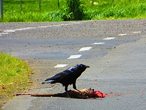 Corvus tasmanicus-02