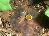 Cossypha humeralis, drie kuikens, Elandsfontein, a