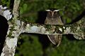 Crested Owl - Lophostrix cristata