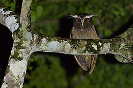 Crested Owl - Lophostrix cristata