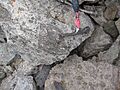 Crowsnest Volcanics 1371