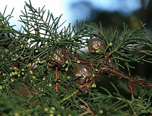 Cupressus abramsiana (Santa Cruz Cypress) (31149531532)