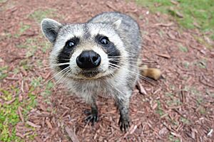 Curious Raccoon