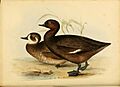 D832 D832a Description of Nyroca brunnea 3