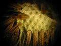 Dandelion Microscopic 1