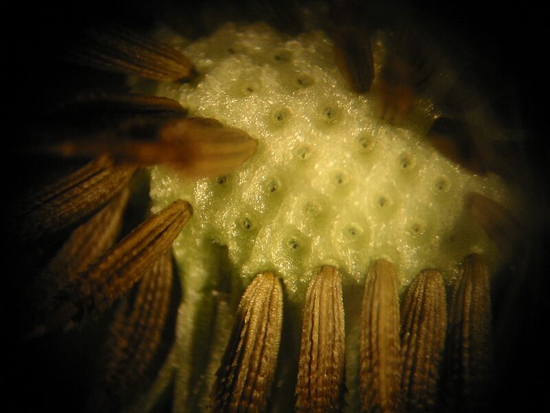 Dandelion Microscopic 1