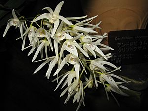 Dendrobium ruppianum1.jpg