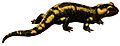 Deutschlands Amphibien und Reptilien (Salamandra salamdra)