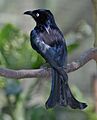Dicrurus hottentottus-20030823