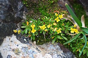 Draba weberi (29809153248).jpg