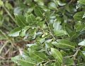 Elaeocarpus obovata
