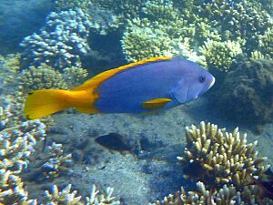 Epinephelus flavocaeruleus juvénile.JPG