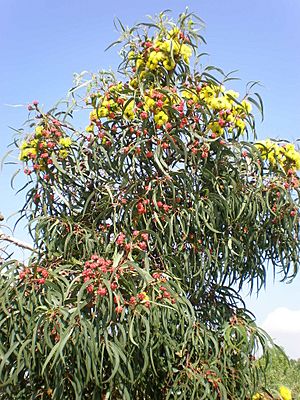 Eucalyptus erythrocorys 1c