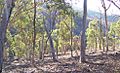 Eucalyptus forest2