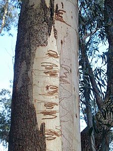 Eucalyptus fraxinoides Mt Budawang
