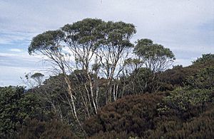 Eucalyptus kybeanensis.jpg