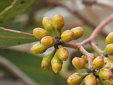 Eucalyptus leptocalyx buds (2)