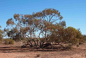 Eucalyptus socialis tree.jpg