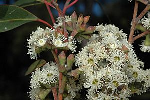 Eucalyptus tindaliae buds