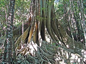 Ficus obliqua trunk