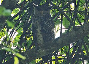 Flickr - Rainbirder - Spot-bellied Eagle Owl (Bubo nipalensis)