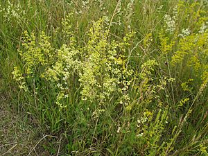 Galium x pomeranicum eF.jpg