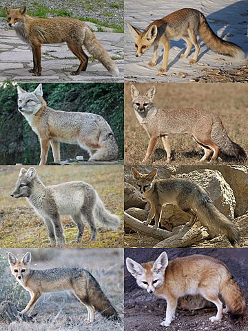 Various true foxes: left to right, then top to bottom: red fox, Rüppell's fox, corsac fox, Bengal fox, Arctic fox, Blanford's fox, Cape fox, and fennec fox.
