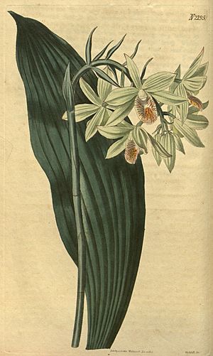 Geodorum citrinum- Curtis' 47 pl. 2172 (1821).jpg