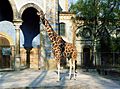 Giraffe-berlin-zoo