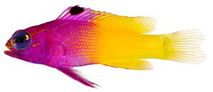Gramma loreto, Adult (Royal Gramma).jpg