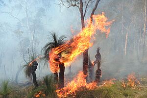 Grass tree on fire during controlled burn (cropped)