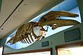Gray whale skeleton